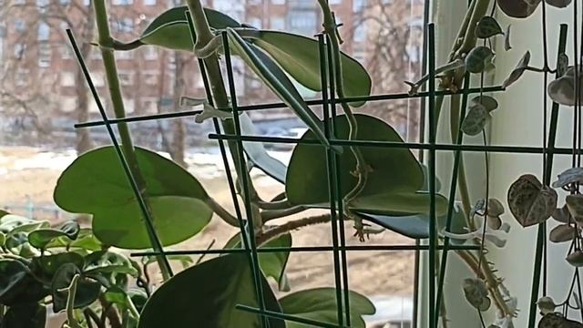 Комнатные Растения В Спальне В Марте