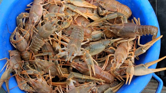 Лучший способ поймать раков! Ловлю раков на раколовки без лодки. Ловля раков на чеснок. Рыбалка.