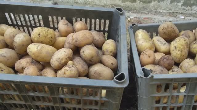 Ведро с куста. Выращивания картофеля от А до Я