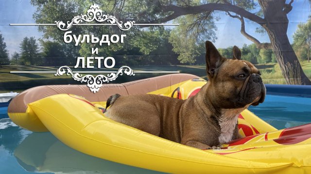 Как плавает французский бульдог