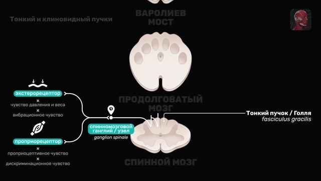 Проводящие пути Голля и Бурдаха (Тонкий и Клиновидный пучки)