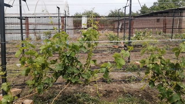 Обработки и подкормки перед цветением винограда.