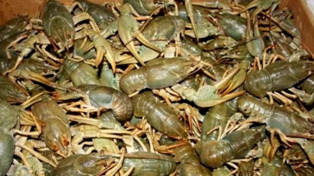 РАКИ ПРУТ НА ЭТУ ПРИМАНКУ! ЛУЧШАЯ ПРИМАНКА ДЛЯ ЛОВЛИ РАКОВ! ЛОВЛЯ РАКОВ. РЫБАЛКА НА РАКОВ.