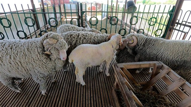 Стрижка баранов началась, снимаем зимние шубы! ( 2 ЧАСТЬ )