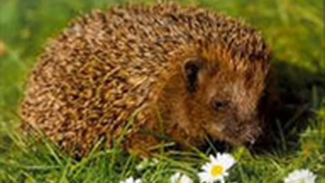 NTL - песня про ежа