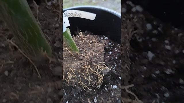 Пересадка Пандерозы и Новогрузинского лимона 9.08.24