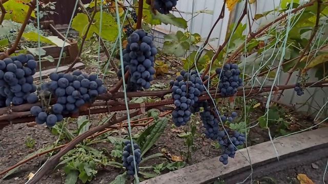 ВИНОГРАД В СЕНТЯБРЕ. Простые шаги по уходу за виноград