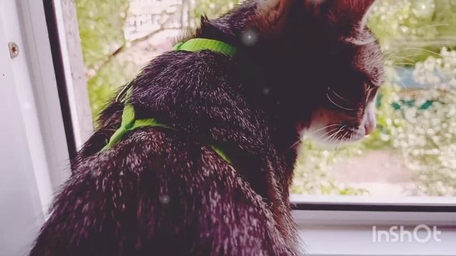 🌸Природа 🌺лето👍