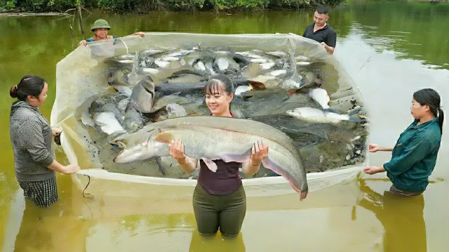 Наловили много крупной рыбы для продажи на местном рынке. Жизнь во Вьетнаме