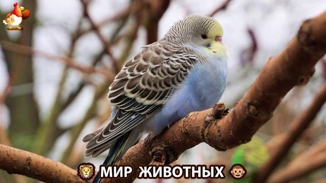 Животный мир планеты – красота и грация созданий Природы 🦁🦚🐵 Выпуск (85) 🐻🦉🦝
