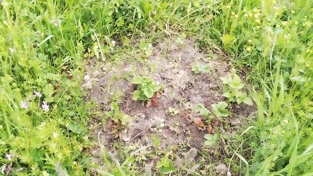 На даче. Первый раз после зимы. Пробую снимать на планшет.