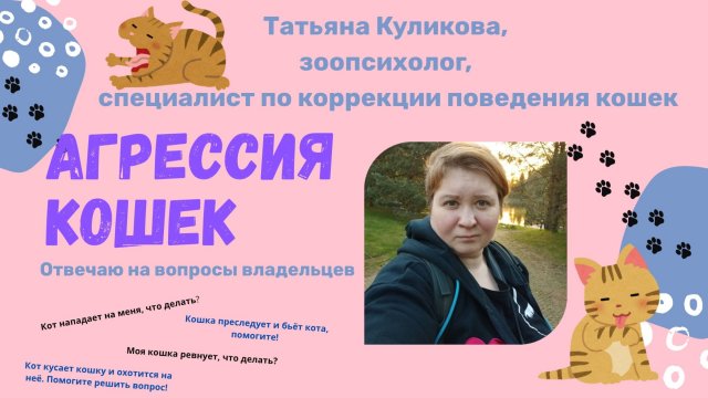 Агрессия кошек. Отвечаю на вопросы подписчиков.