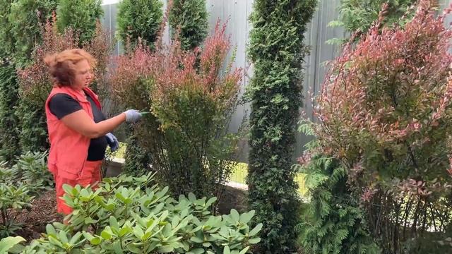 ФОРМИРУЕМ БАРБАРИС КОЛОНОВИДНЫЙ | Обрезка, формировка