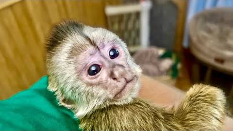 Девочки Мона и Анфиса совсем не хотят играть с Финей, потому что он САМЫЙ МАЛЕНЬКИЙ!