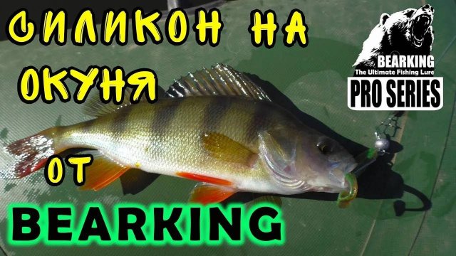 Ловля окуня на силикон от BEARKING. Окунь на спиннинг. Рыбалка 2020. Силикон на окуня от BEARKING