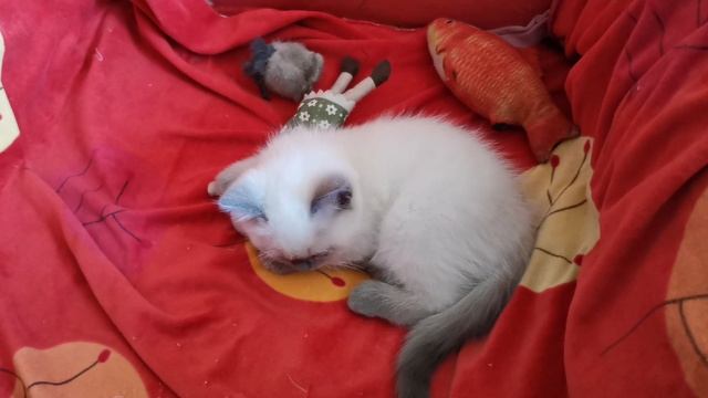 Video.Guru_20250604_090934316.mp4