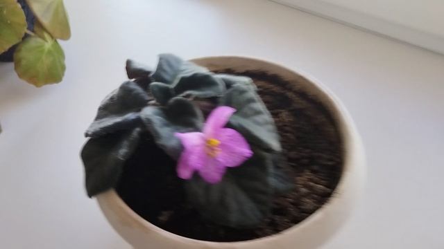 VID_20250605_090853.mp4