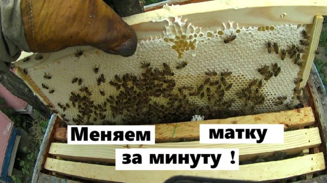 Замена пчелиной матки за минуту.