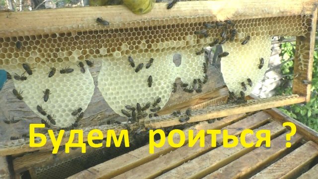 Способы определения роевого состояния семей пчел