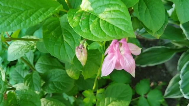 VID_20250606_070430.mp4