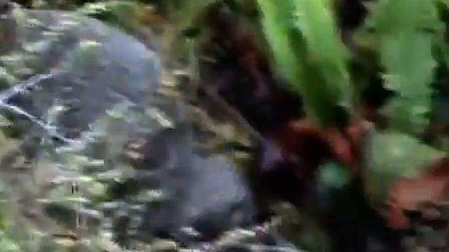Птица киви. Видео.
