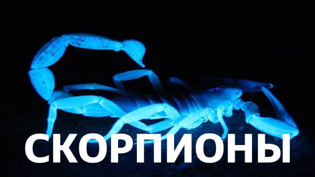 СКОРПИОНЫ: опасные, светящиеся, полезные