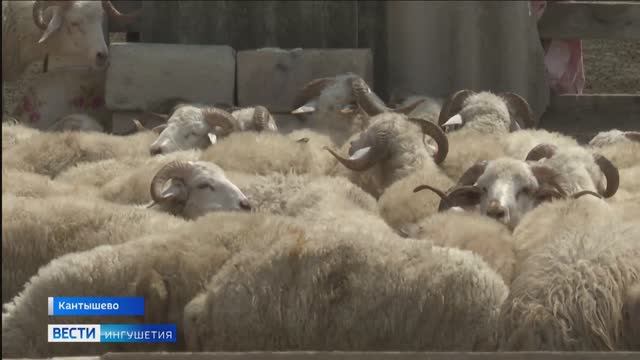 В Ингушетии совершить обряд жертвоприношения смогут и малоимущие семьи