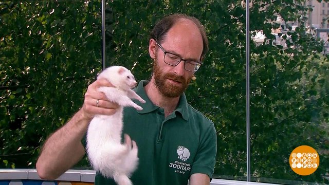 Филипп Тумасьян и хорек Сильва. Доброе утро. Суббота. Фрагмент выпуска от 07.06.2025