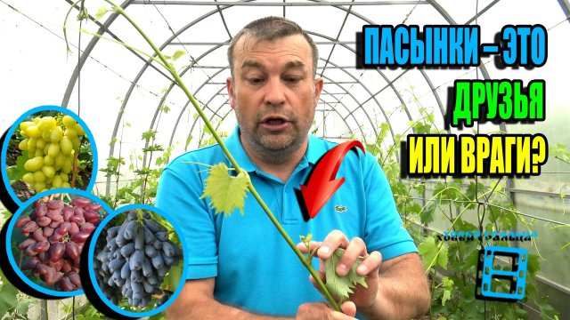 ВСЕ СЕКРЕТЫ И ТОНКОСТИ ПРО ПАСЫНКОВАНИЕ, ЧЕКАНКУ И ПОДВЯЗКУ ВИНОГРАДА. СЕВЕРНЫЙ ВИНОГРАДНИК 25-21