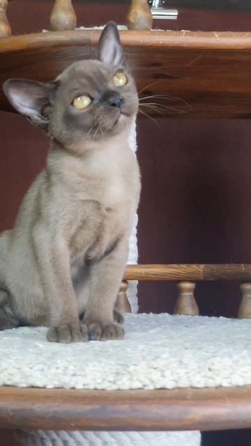 Кошка Dahlia