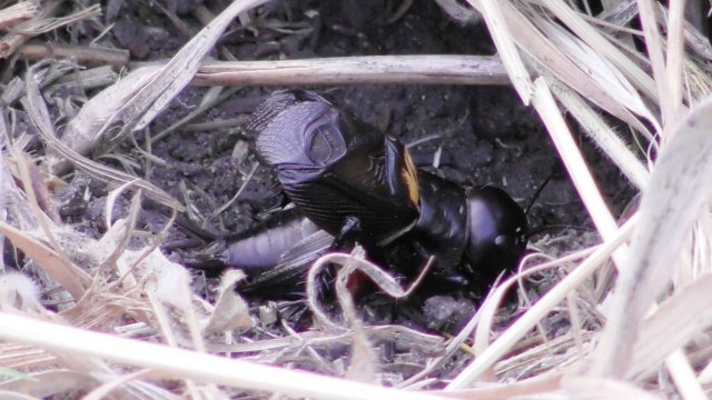 Полевой сверчок. Стрекотание сверчка ( Gryllus campestris )