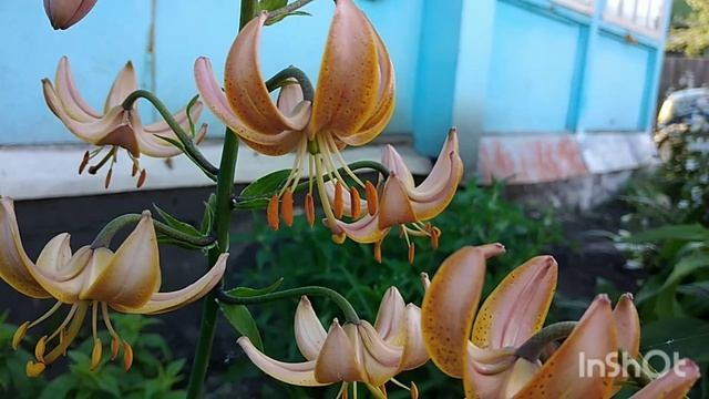 Лилии мартагоны