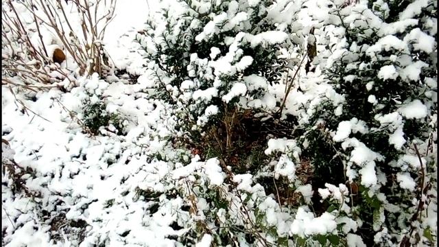 Богемская рапсодия