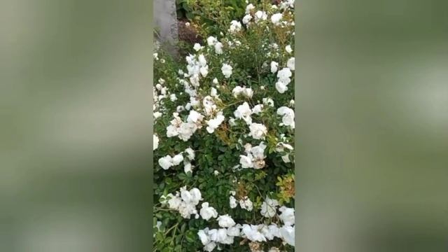 Роза Суони. цветение 2025г