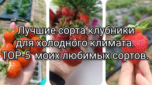 Лучшие сорта клубники для холодного климата.