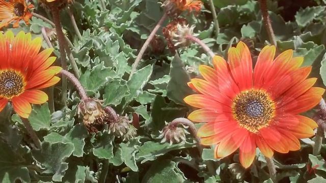 Цветущее растение Aрктотис (Arctotis)