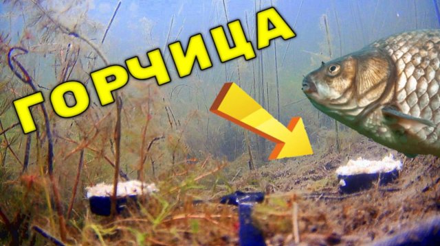 ПРОСТО ДОБАВИЛ ГОРЧИЦУ В ПРИКОРМКУ! ПОДВОДНАЯ СЪЕМКА