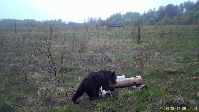 На солонце 3