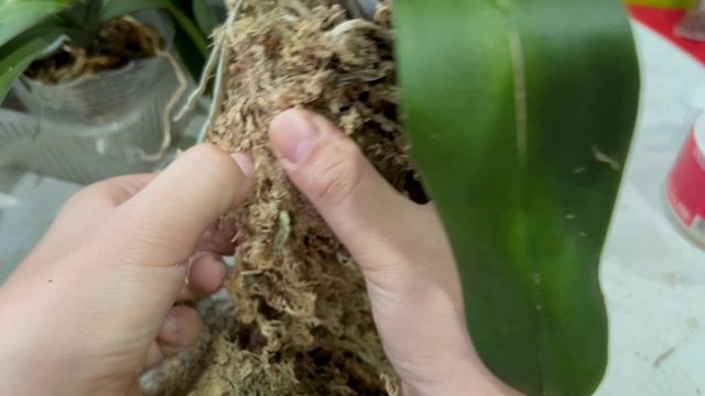 Поливаю пересушенные орхидеи после распаковки. Пересаживаю орхидею из мха в кору