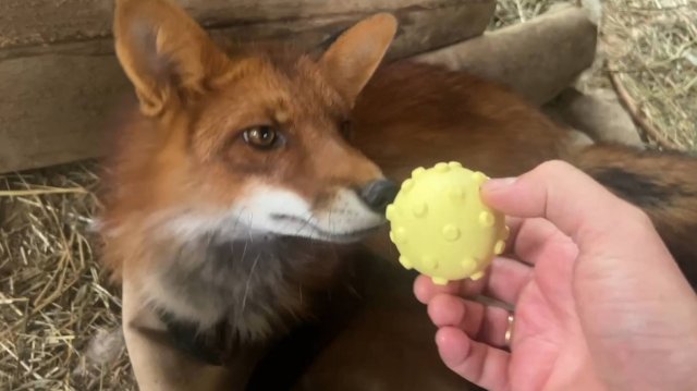 Лиса-Алиса. Новые игрушки у лиса Игниса