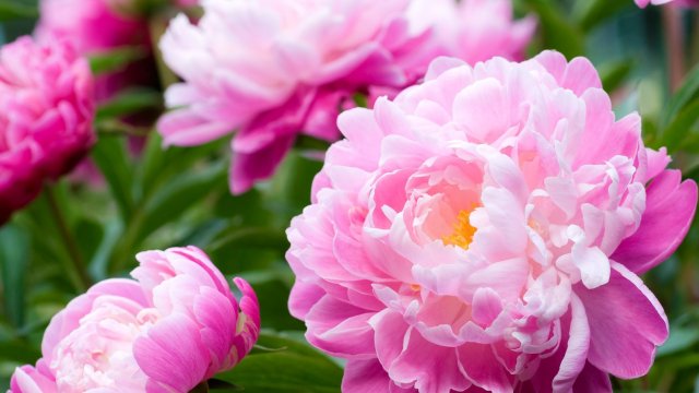 14-06-2025 Ответ на частый вопрос??? Мой любимый сад!!! Пионы и Ирисы!!!