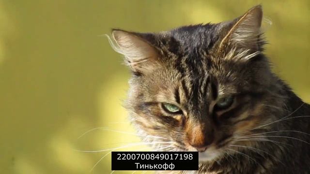 Общение с коллекторским биомусором