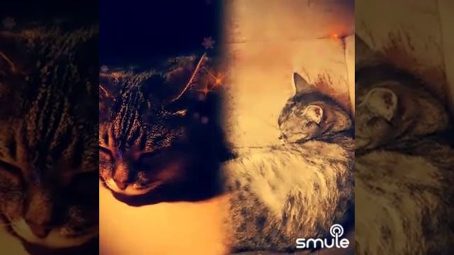 Детские песни - Кот мурлыка (кис-кис-мяу)