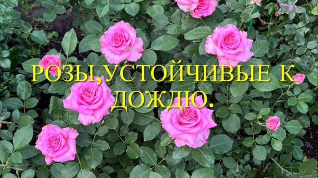 Розы - самые устойчивые к дождю.  Как спасти розы от болезней? 🌹🌹🌹