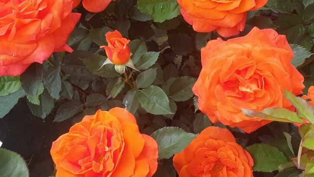 Цветение розы Супер Трупер.