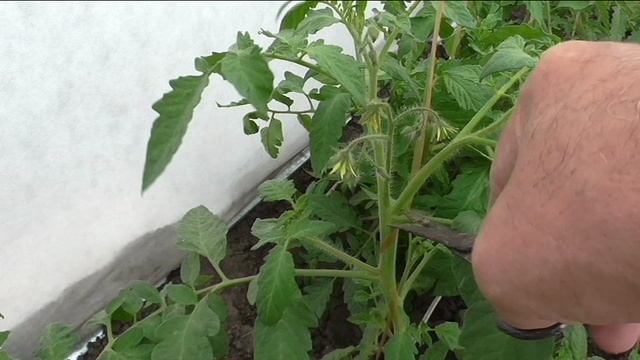 Обрезка помидоров в теплице