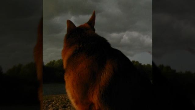 Одиночество. Тадеуш Конопко, аккордеон.