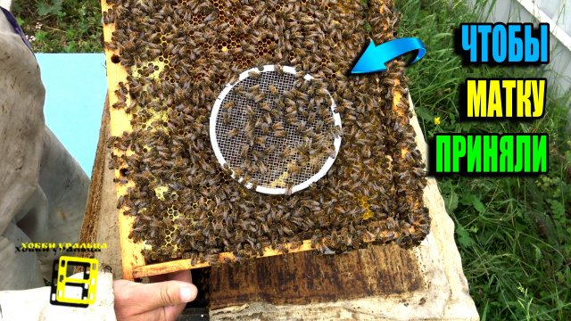 НАДЕЖНАЯ ПОДСАДКА ПЧЕЛИНОЙ МАТКИ ЧЕРЕЗ КОЛПАЧОК. ПЧЕЛОВОДСТВО 25-23