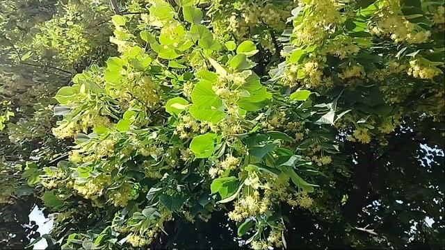 Отцвела липа белая