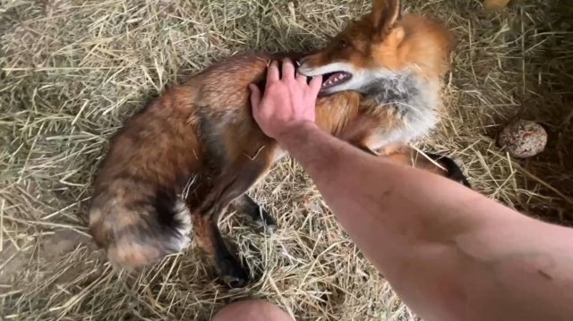 Лиса-Алиса. Лис Игнис - чемпион во всех играх